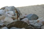 PICTURES/Harris Antelope Ground Squirrel/t_P1010284.JPG